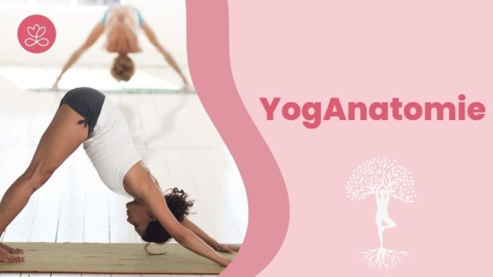YogAnatomie